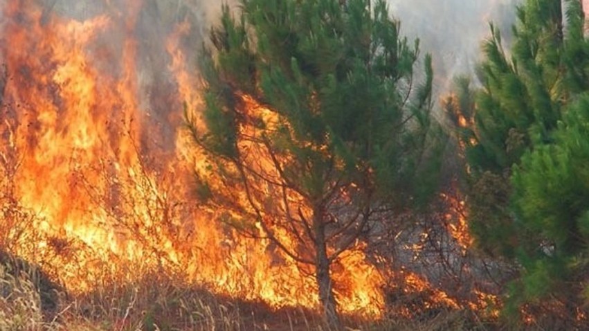 Bilanci tragjik i zjarreve në Maqedoni: Dhjetëra mijëra hektarë të shkrumbuar dhe dyshime të forta për zjarrvënie të qëllimshme