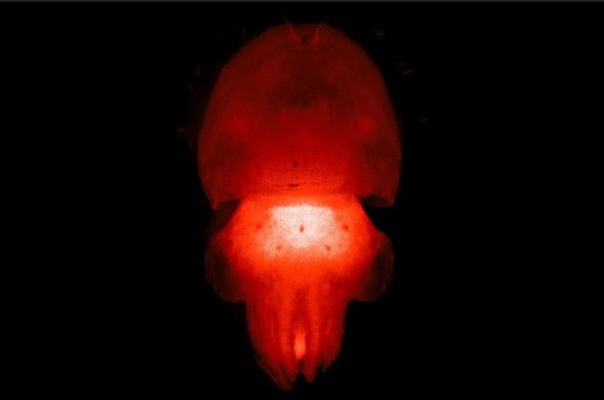Revolucion në shkencë: Hulumtuesit amerikanë sjellin në jetë sepjet e para biofluoreshente