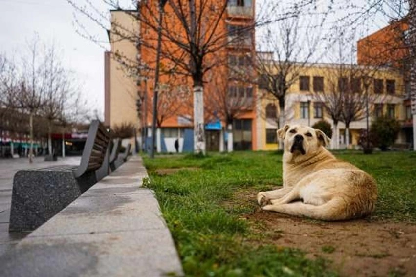 Incident i rëndë në kryeqytet: Qentë endacakë sulmojnë brutalisht një grua në Kodrën e Trimave