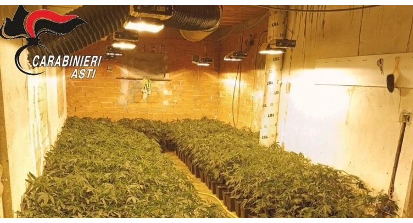 Goditet baza e drogës në Itali: Sekuestrohet plantacioni me mbi 1 mijë rrënjë kanabis, vihet në pranga një shqiptar