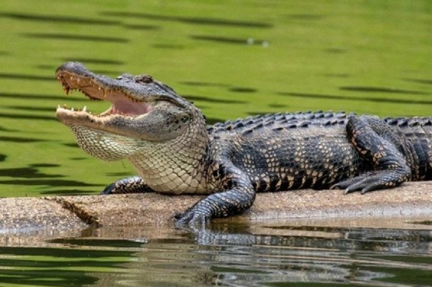 Tragjedi në Florida: Aligatori sulmon dhe lë të vdekur 71-vjeçarin teksa po peshkonte në park